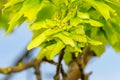 Small flat samara, maple key. Acer seeds on the branch