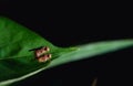 Small flies are breeding on green leaves for propagation. Royalty Free Stock Photo