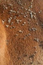 Small flies on the hairline