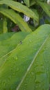 Small flies on leaves full of morning dew Royalty Free Stock Photo