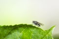 Small flies resting on the leaves