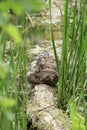 A small flock of baby wood ducks resting on a fallen logs beak.