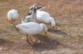 Small flock of big domestic gooses is searching some food