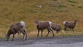 Small flock of bighorn sheep with brown fur grazing beside gravel road in Kananaskis Country, Alberta, Canada. Royalty Free Stock Photo