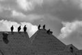 Small flock of buzzards on house roof