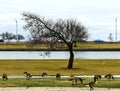 Small Flock of Canada Geese in Lincoln Park#2