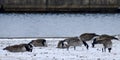 A Small Flock of Canada Geese In Snow in Lincoln Park