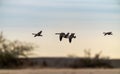 Small flock of Canadian geese fly over the horizon at a beach in Chicago Royalty Free Stock Photo