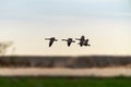 Small flock of Canadian geese fly over the horizon at a beach in Chicago Royalty Free Stock Photo