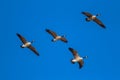 Small flock of Canadian geese