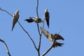 Cockatiel`s in tree