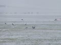 Small flock of crows on the snow-covered field,