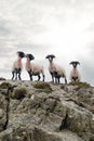 Small flock of cute sheep after shearing on top of a hill, cloudy sky background. West coast of Ireland. Farming industry. Group