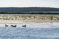 A small flock of ducks swims on the water. Royalty Free Stock Photo