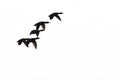 Flock of Flying Ducks Silhouetted on a White Background Royalty Free Stock Photo