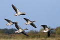 A small flock of Greylag Geese (Anser anser) in flight. Royalty Free Stock Photo