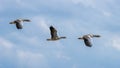 A small flock of Greylag Geese in flight Royalty Free Stock Photo