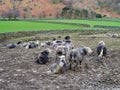 Small flock of herdwick sheep