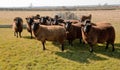 Jacobs Sheep, Early Spring Sunshine. Royalty Free Stock Photo