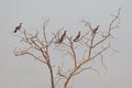 A small flock of little cormorants sits on a dry tree