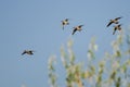 Small Flock of Mallard Ducks Flying in a Blue Sky