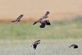 A small flock of northern lapwing Vanellus vanellus in flight Royalty Free Stock Photo