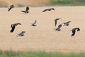 A small flock of northern lapwing Vanellus vanellusin flight Royalty Free Stock Photo