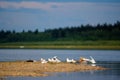 A small flock of Northern whites seagulls stands on the stone Bank of the vilyu river in Yakutia against the taiga spruce forest