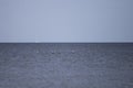 A small flock of pelicans floating in the ocean in Jekyll Island off the Southern Coast of Georgia Royalty Free Stock Photo