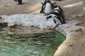 A small flock of penguins rest in the shade near a small pond. Royalty Free Stock Photo
