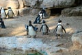 A small flock of penguins rest in the shade near a small pond. Royalty Free Stock Photo