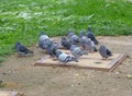 Small flock of pigeons standing on the ground Royalty Free Stock Photo