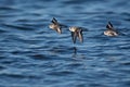 Small flock of sanderlings Royalty Free Stock Photo