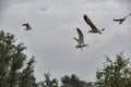 Small flock of seagulls flying over the trees on a gloomy day