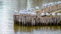 Small flock of seagulls perching on a wooden waves breaker Royalty Free Stock Photo