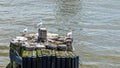 Small flock of seagulls sitting on  harbor piling Royalty Free Stock Photo