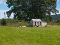 Small flock of sheep graze in field by old dilapidated shed under big tree Royalty Free Stock Photo