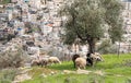 A small flock of sheep grazes on the Gey Ben Hinnom Park slope - called in the Holy Books as the Blazing Inferno in Jerusalem