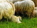 Small flock of sheep with long curly wool with a little white lamb