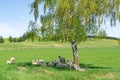 Small flock sheep sheltering in shade of birch tree