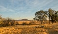 A small flock of sheep on a winters morning