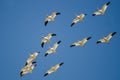 Small Flock of Snow Geese Flying in a Blue Sky Royalty Free Stock Photo