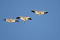 Small Flock of Snow Geese Flying in a Blue Sky Royalty Free Stock Photo