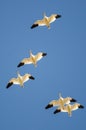 Small Flock of Snow Geese Flying in a Blue Sky Royalty Free Stock Photo