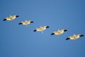 Small Flock of Snow Geese Flying in a Blue Sky Royalty Free Stock Photo