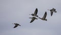 A Small flock of snow geese heading north in autumn in Canada Royalty Free Stock Photo