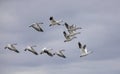 A Small flock of snow geese heading north in autumn in Canada Royalty Free Stock Photo