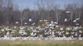 A Small flock of snow geese heading north in autumn in Canada Royalty Free Stock Photo