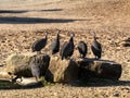 small flock of Tufted guineafowl, Numida meleagris, sits on boulders