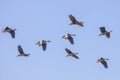 Whistling Ducks Flock In Flight
